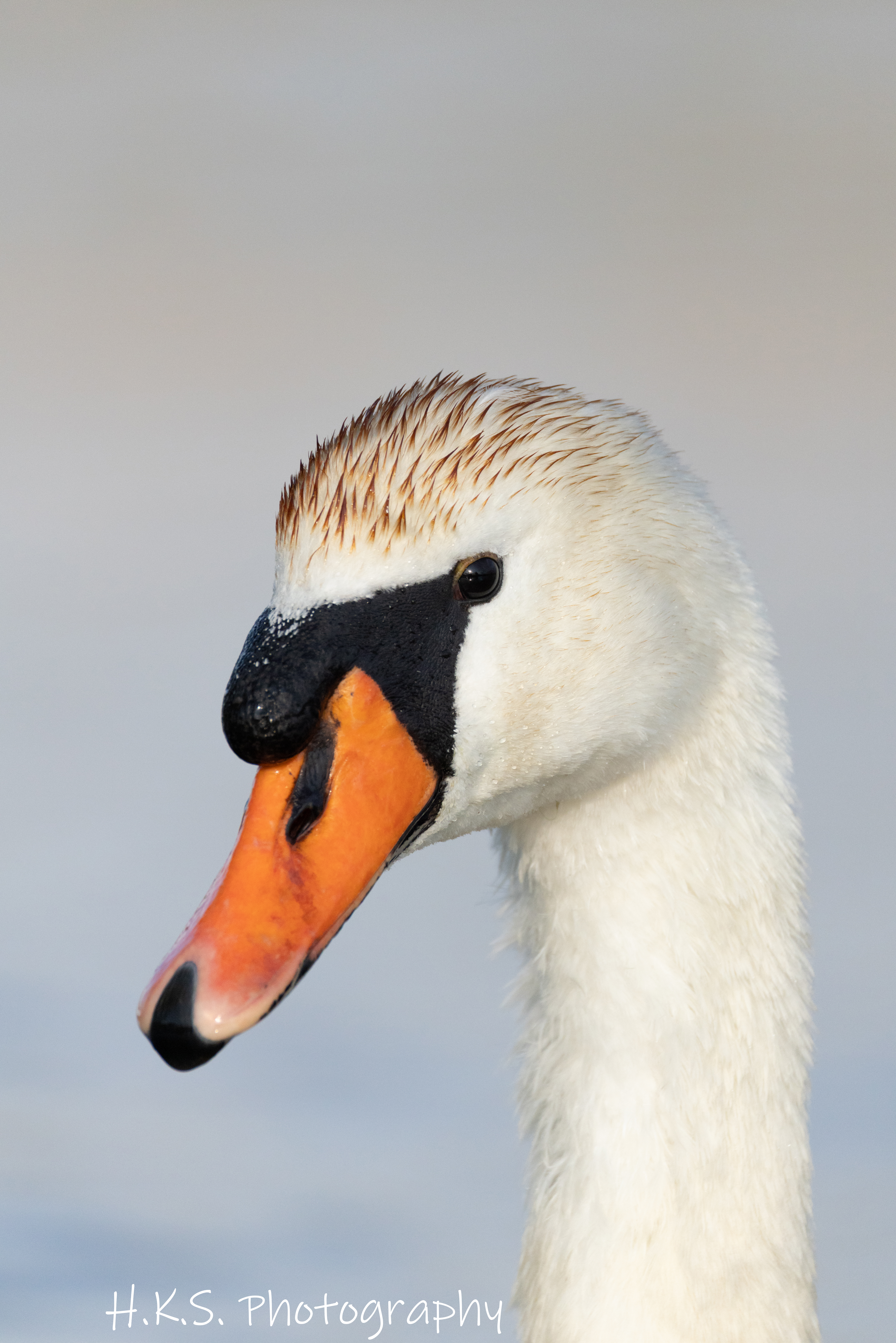 Höckerschwan